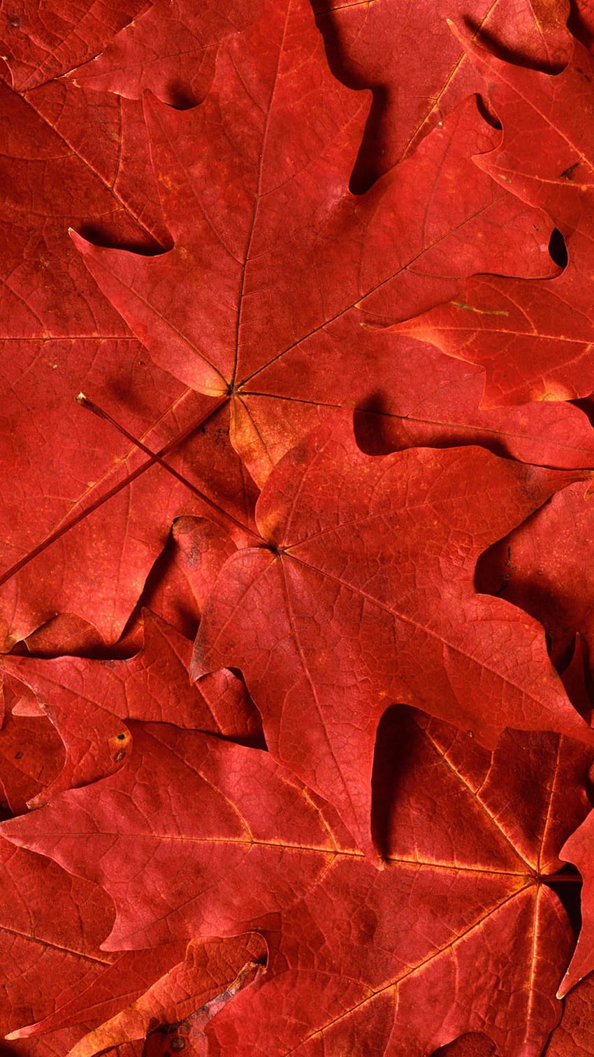 6 赤い葉、古い葉の iphone HD電話の壁紙