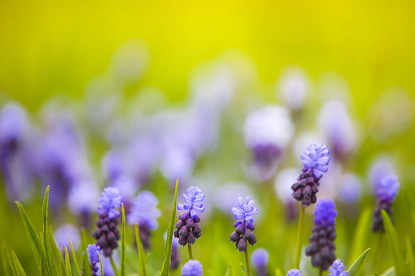 File:Hello April, hello spring lavender HD wallpaper