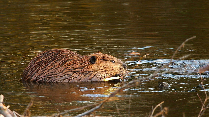 beaver, Rodent, Castor / and Mobile, nutria HD wallpaper