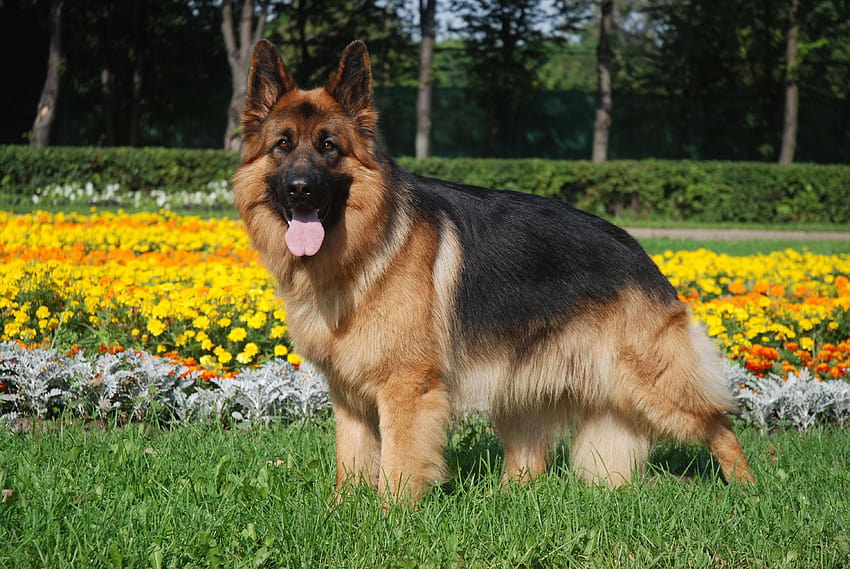 คนเลี้ยงแกะเยอรมันสุนัขตัวใหญ่ วอลล์เปเปอร์ HD