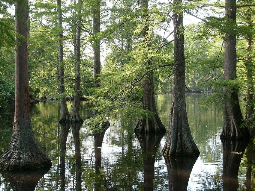 Louisiana, bayou HD wallpaper