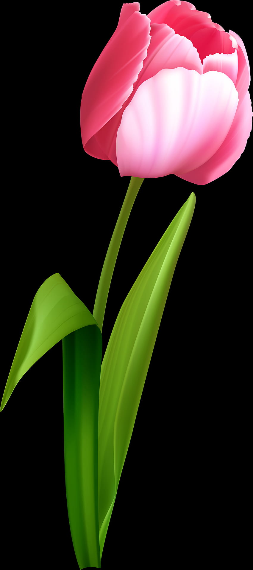 Gráficos de red portátiles de tulipán Transparencia de prediseñadas, arte de tulipán de primavera fondo de pantalla del teléfono