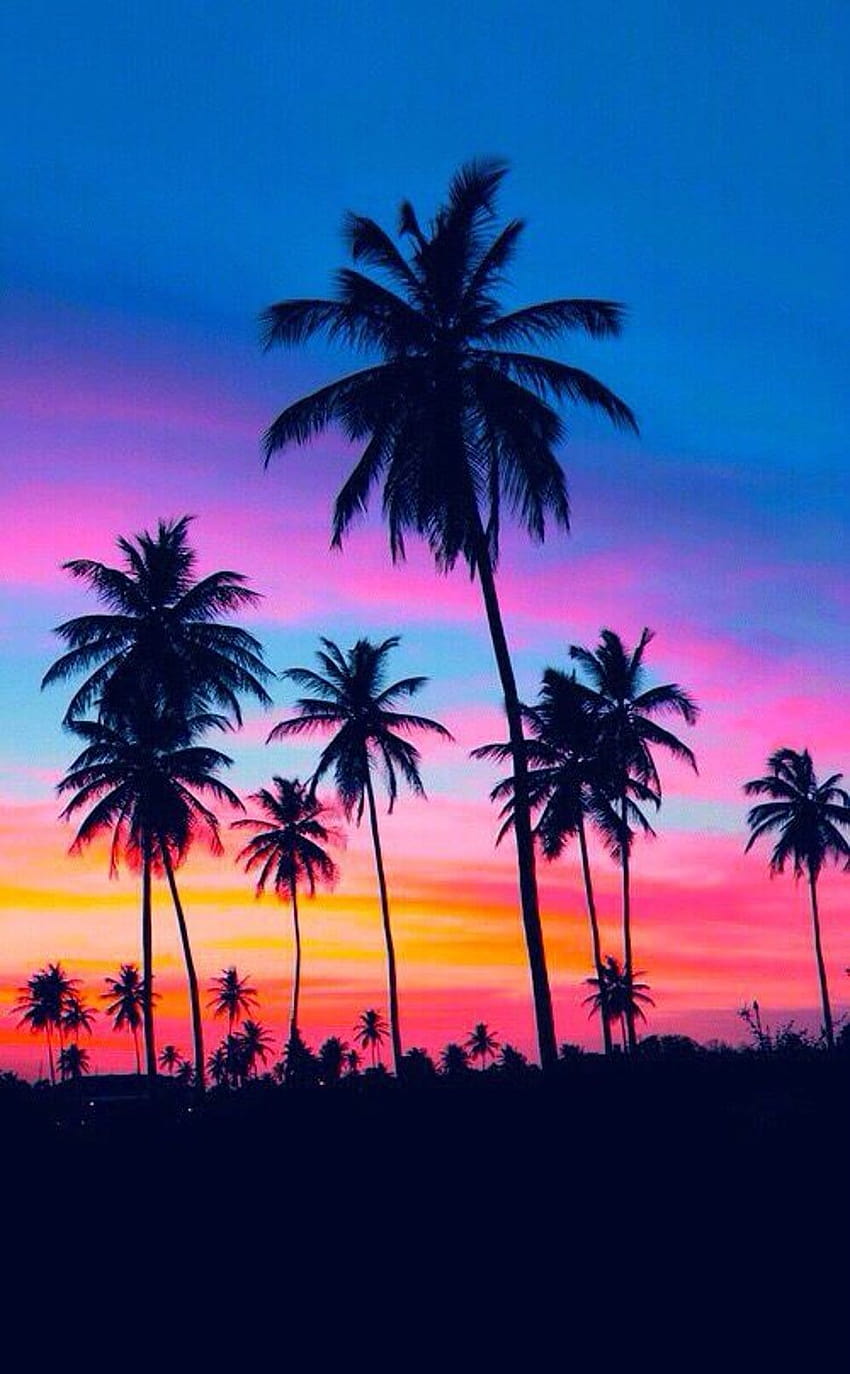 silhouette di alberi di cocco, albero di cocco estate hawaii Sfondo del telefono HD