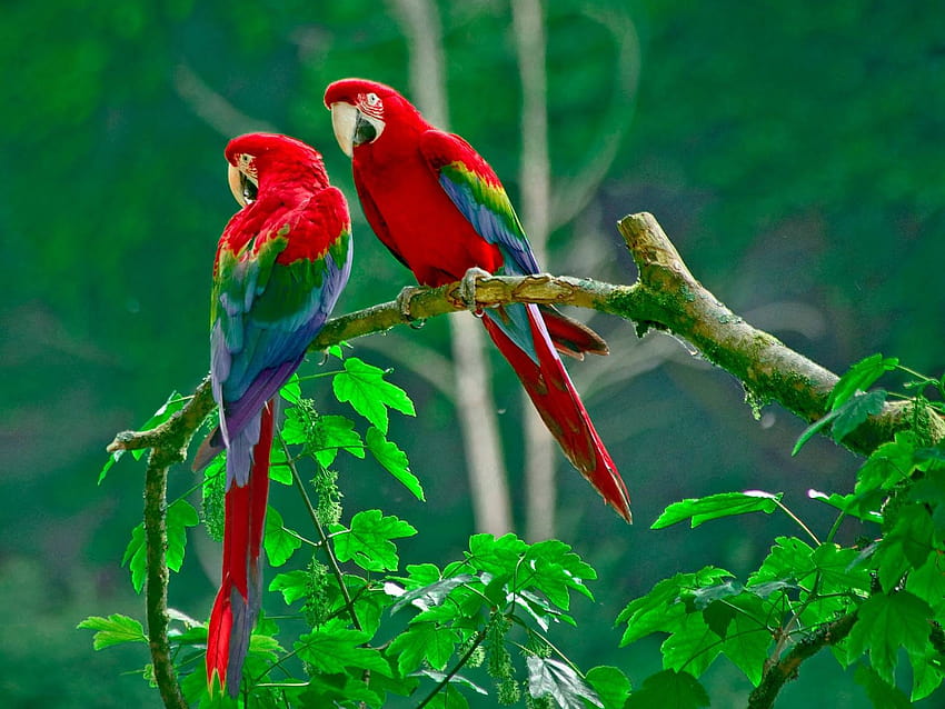 of australian parrots, australian birds HD wallpaper