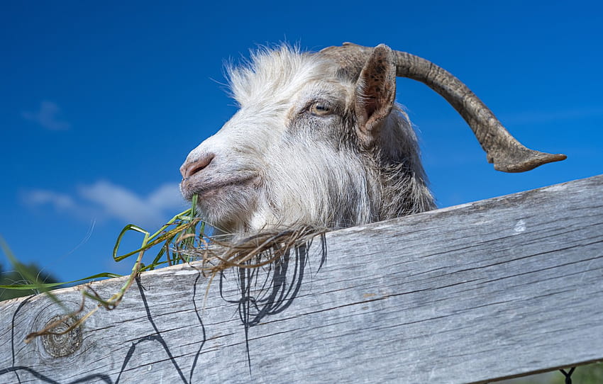 the sky, the fence, goat , section животные, funny goat HD wallpaper