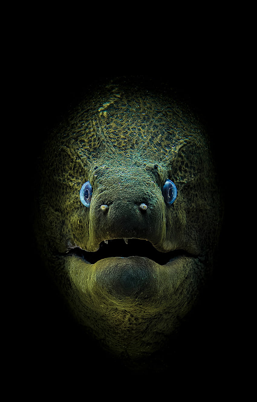 Two taken in Red Sea among winners of Underwater Contest 2018, moray