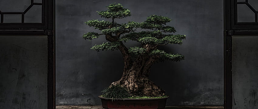2560x1080 bonsai, tree, plant, decorative, door dual wide backgrounds HD wallpaper