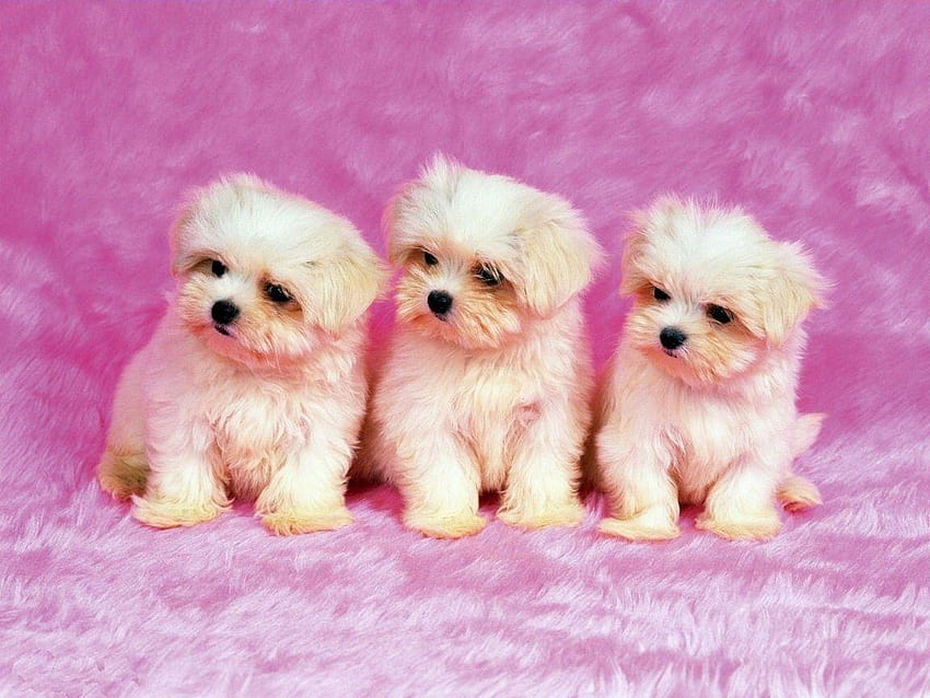 3 cute dogs HD wallpapers | Pxfuel