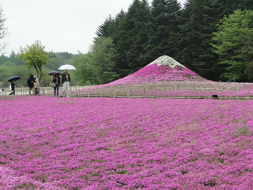 File:富士芝桜まつり 高画質の壁紙