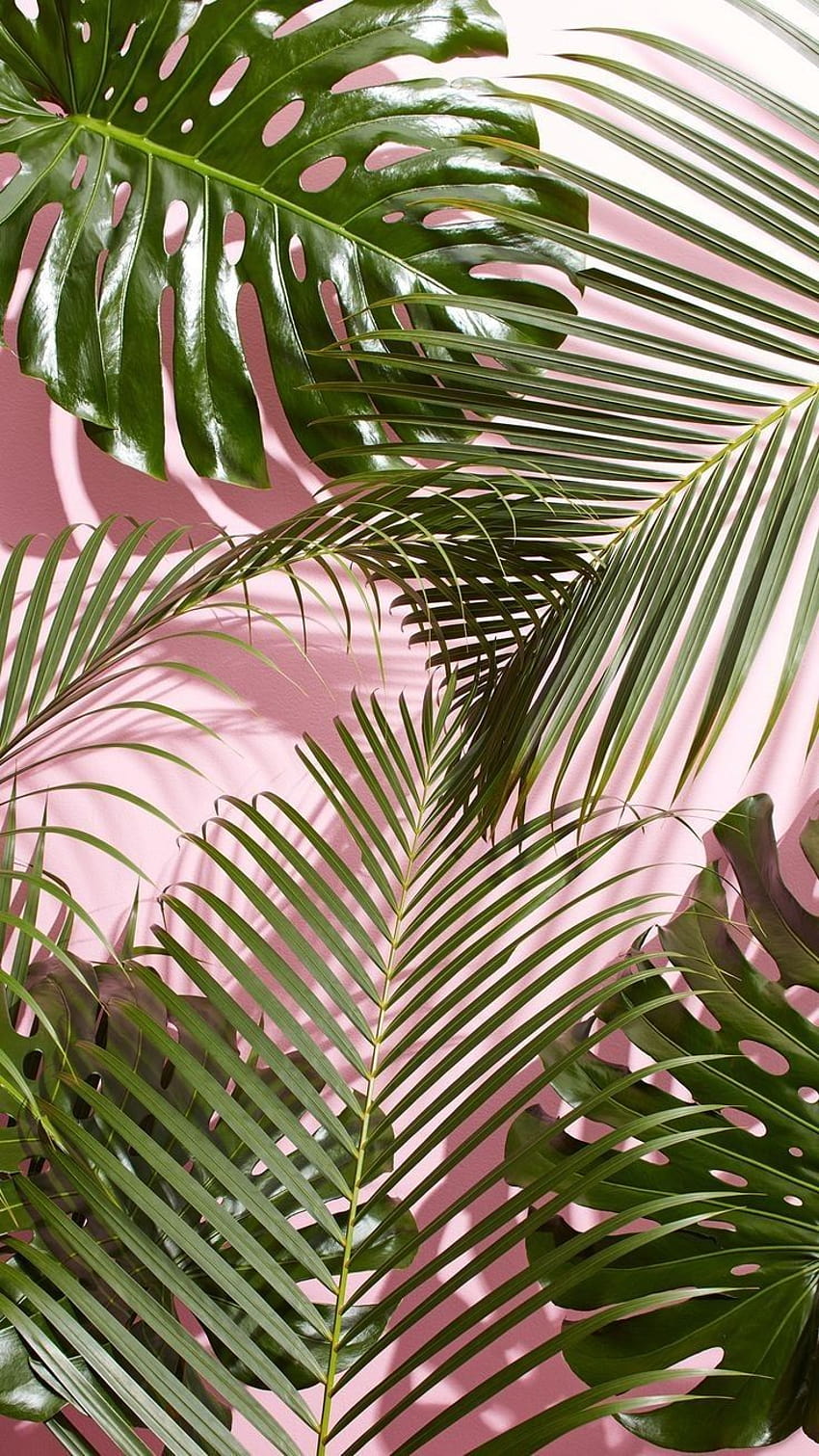 Tropical Pink Exotic Colorful Palm Leaf Wallpaper Mural  Wallmur