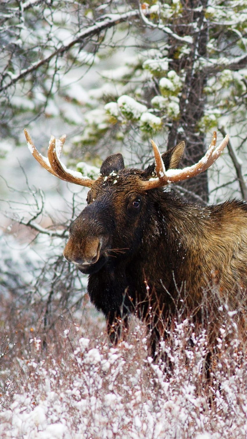 Bull moose in denali np alaska moose lake mountains mist HD wallpaper   Peakpx