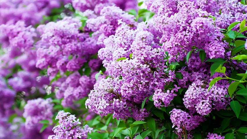 Sprung Lilac Blossom Purple New [1920x1080] for your , Mobile & Tablet HD wallpaper