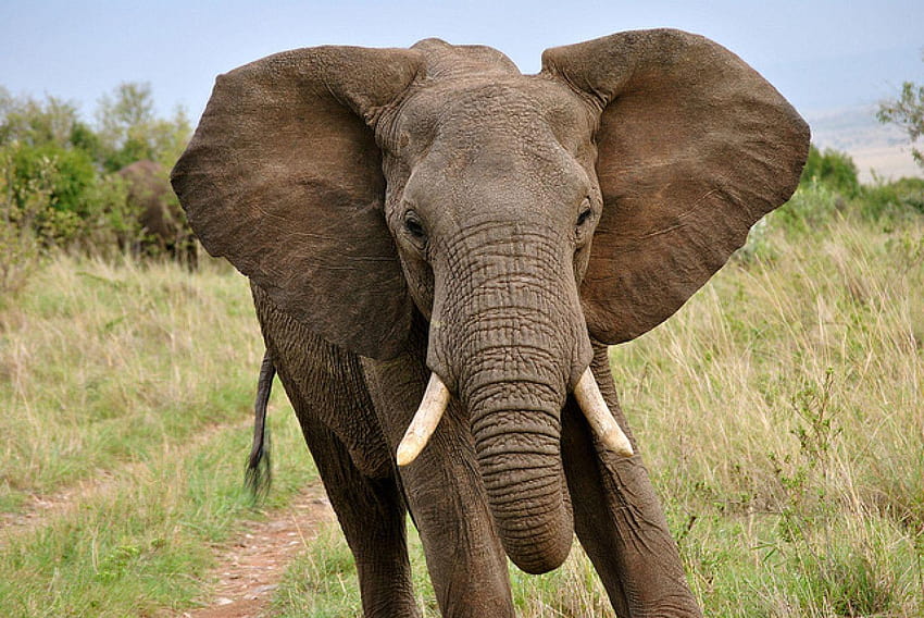 Mort d'un coup de trompe d'éléphant en Seine, world elephant day HD wallpaper