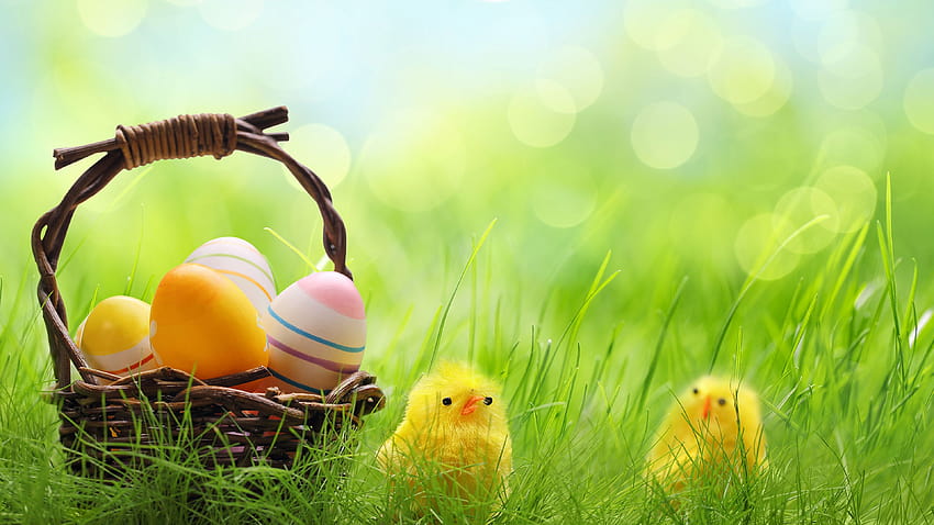 Easter Chicks Eggs Wicker basket Grass Holidays 3840x2160, easter egger chickens HD wallpaper