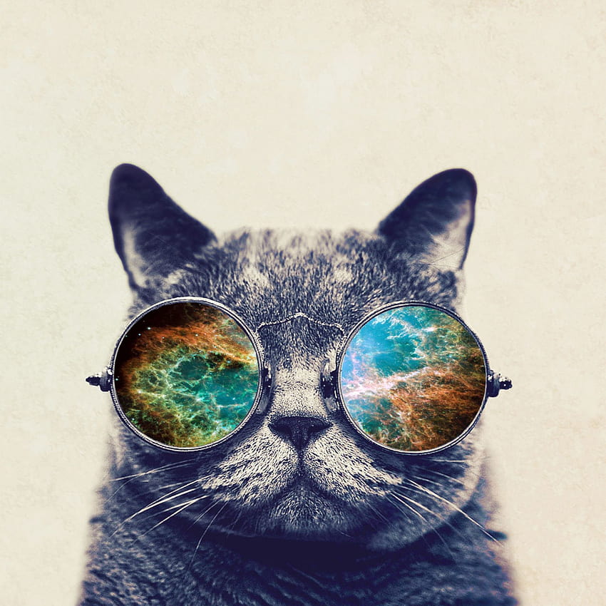 Gatto con gli occhiali, gatto con gli occhiali da sole Sfondo del telefono HD