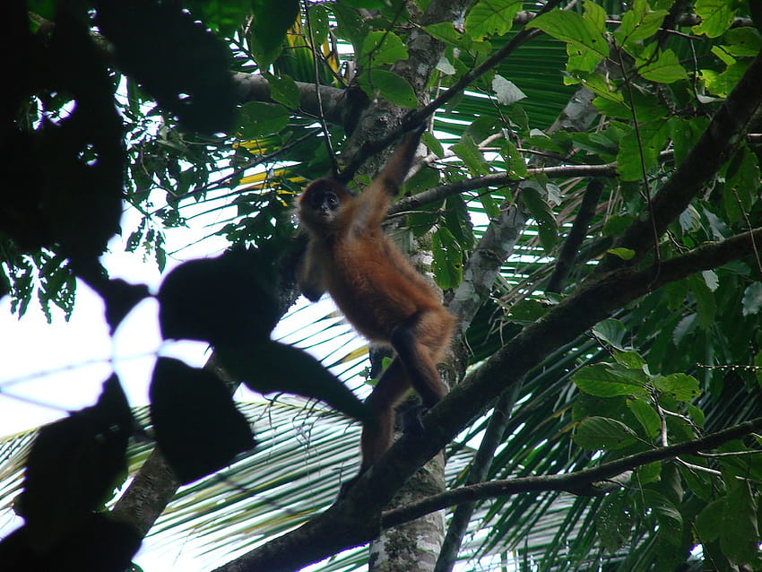 Spider Monkey, brzydkie małpy Tapeta HD