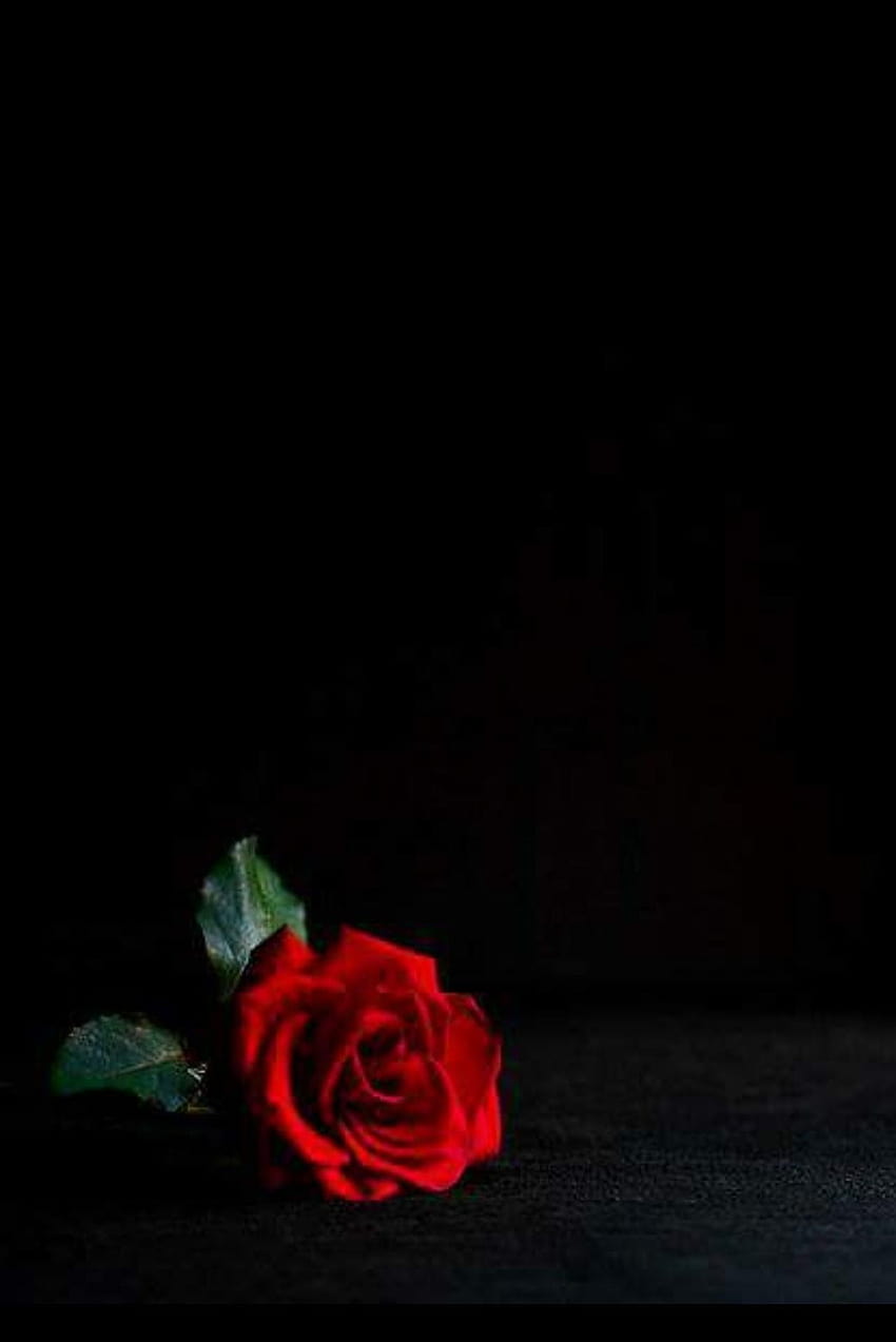 Lina, mawar tunggal dalam kegelapan wallpaper ponsel HD
