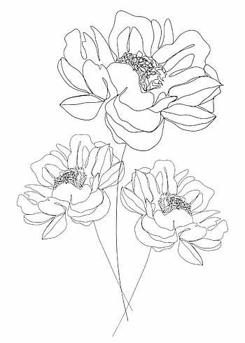 Flowers Doodle Vector Set Hand Drawn Line Sketch Floral Collection  Chamomile Rose Sunflower Aster Amaryllis Daffodil Lotus Lily And  Gerbera Royalty Free SVG Cliparts Vectors And Stock Illustration Image  168099366