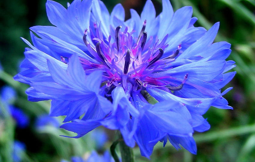 ผักใบเขียว, ดอกไม้, สีน้ำเงิน, คอร์นฟลาวเวอร์, คอร์นฟลาวเวอร์, bluet, คอร์นฟลาวเวอร์, centaurea , ส่วน цветы วอลล์เปเปอร์ HD