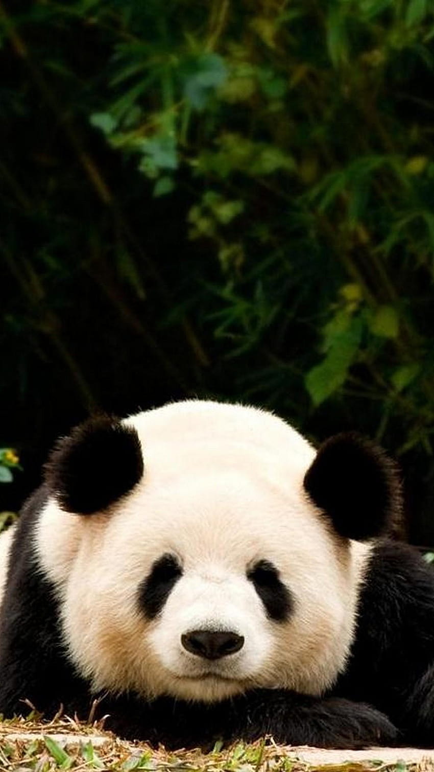 Giant Panda for Android, giant pandas HD phone wallpaper