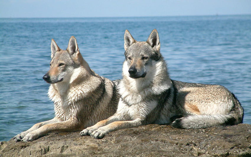 saarlooswolfhond, wolfdog, wolf, dog, sea HD wallpaper