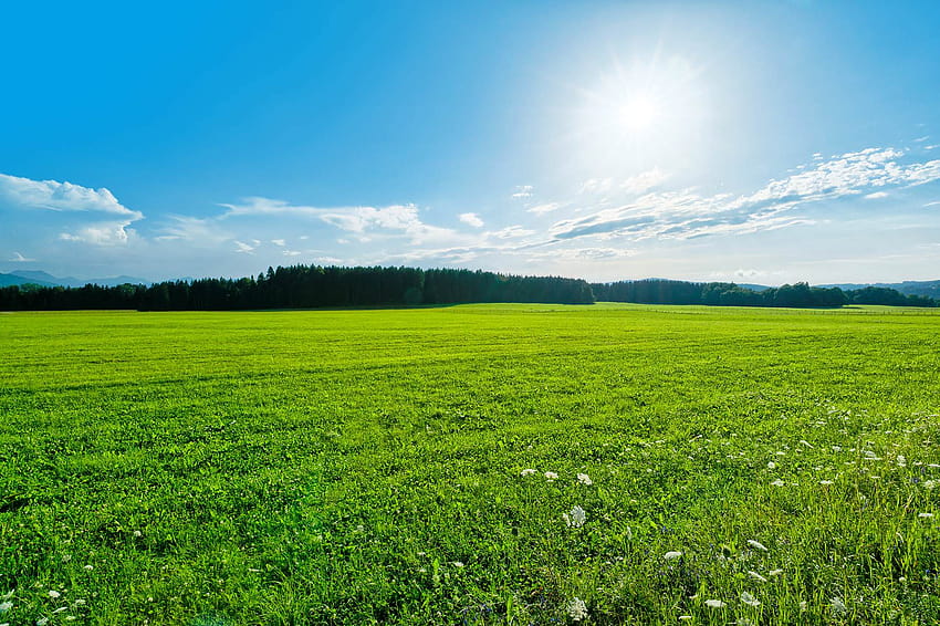 Your Site Name, sunny field background HD wallpaper