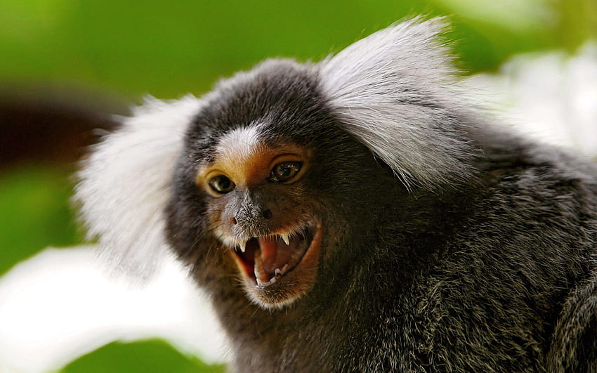 마모셋원숭이 HD 월페이퍼