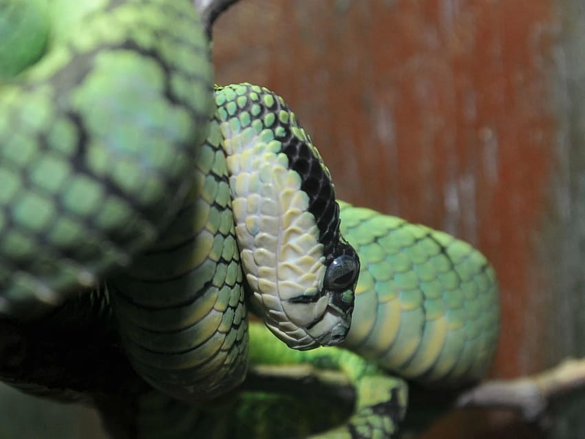 The Online Zoo, white lipped pit viper snake tree HD wallpaper