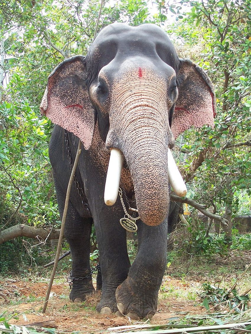 Изглед отпред на слон Керала, слон Керала HD тапет за телефон