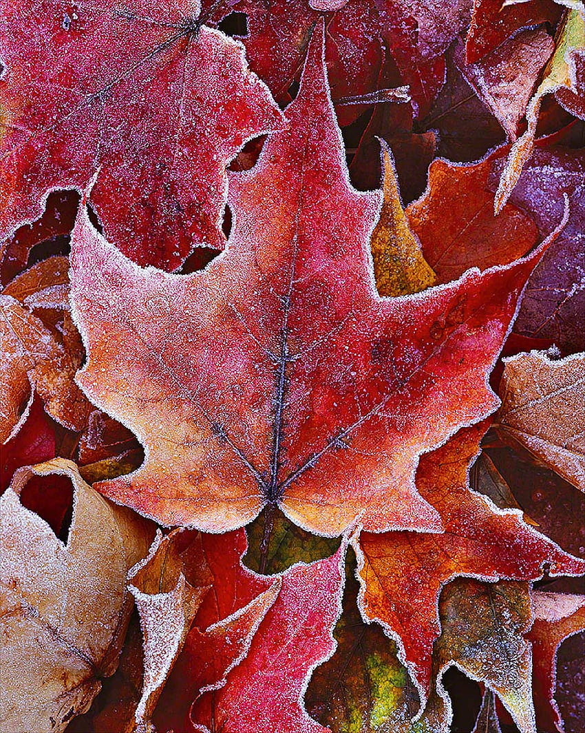 Frosting Autumn Leaves Kualitas tinggi, daun musim gugur yang beku wallpaper ponsel HD