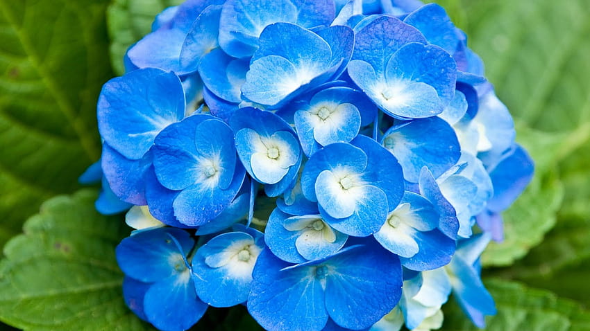 Light blue flowers with white center HD wallpaper