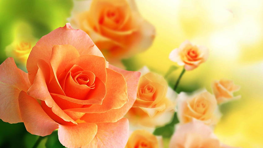 Most Beautiful Orange Rose In The World With, full rose flower HD wallpaper