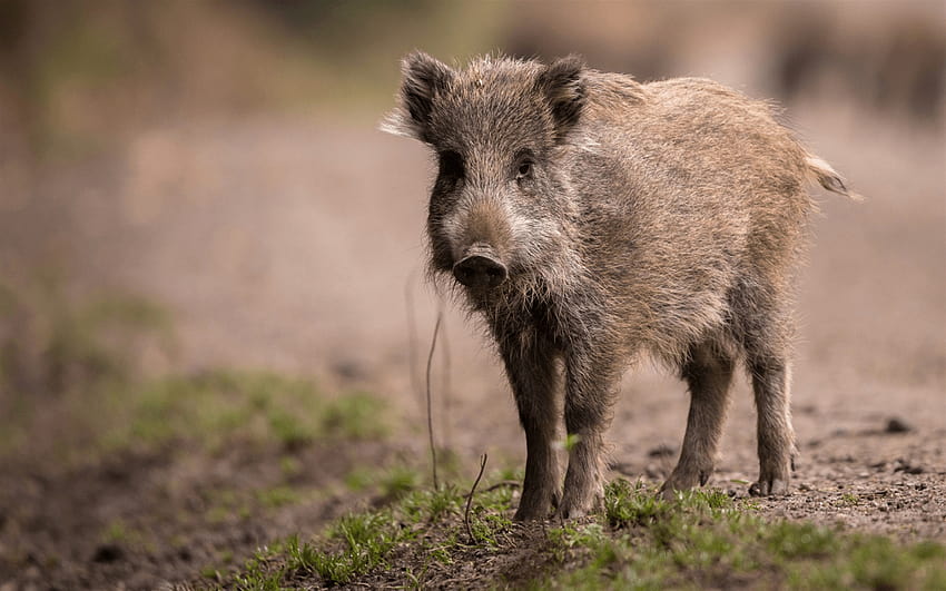 piccolo cinghiale, fauna selvatica, foresta, strada, selvaggio, maiali selvatici Sfondo HD