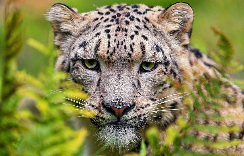 look, face, cats, close, snow leopard close up HD wallpaper