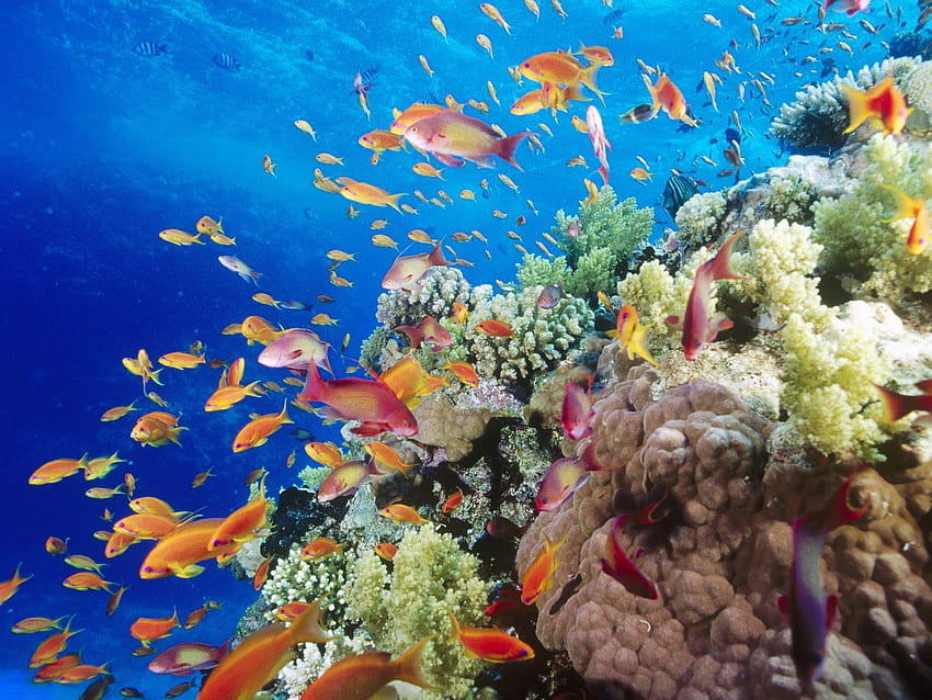Colorful Coral Reef, the great barrier reef HD wallpaper