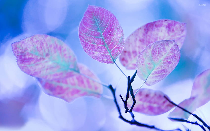 Purple leaves on a branch HD wallpaper | Pxfuel