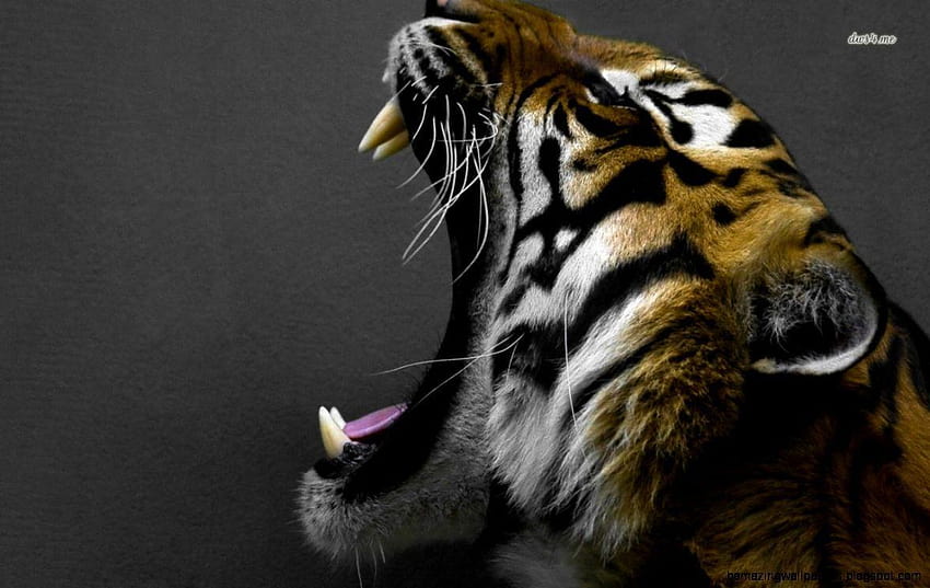 4396 tiger roaring HD wallpaper