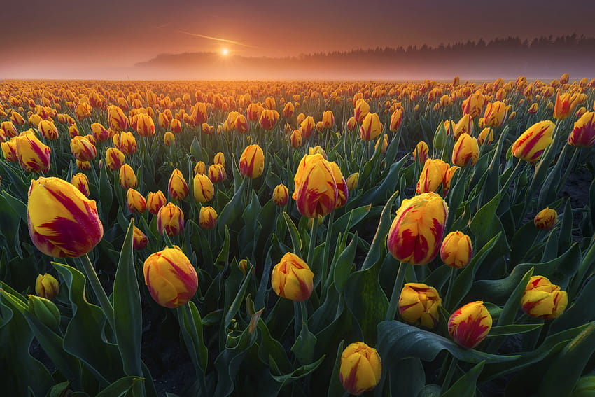 Tulip Sunrise Nature Field Summer Tulip Field At Dawn HD Wallpaper Pxfuel