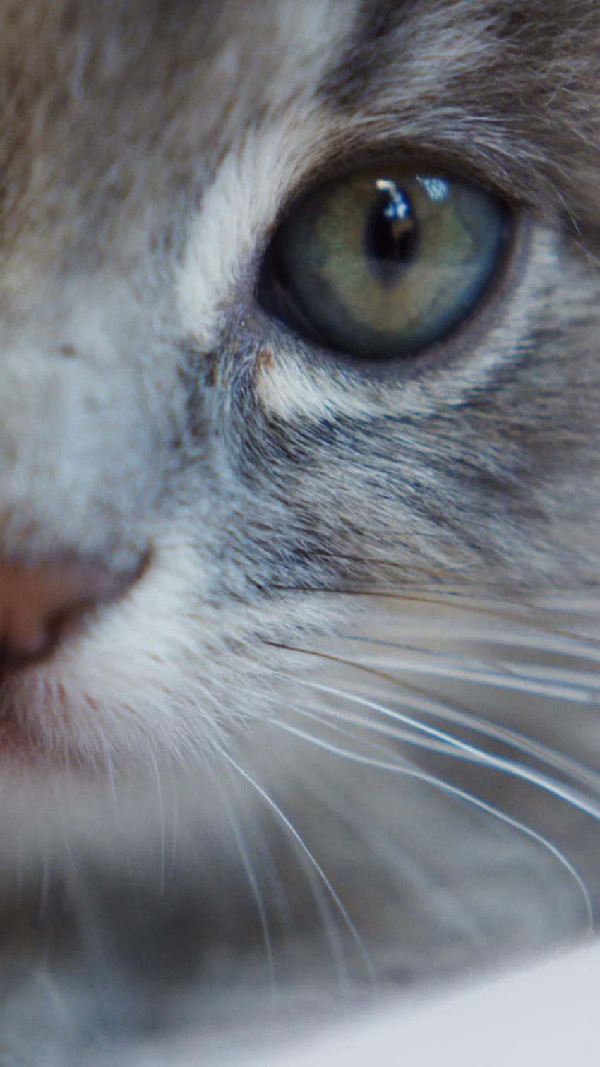 Cute Kitten dla Androida, słodki szary kotek Tapeta na telefon HD