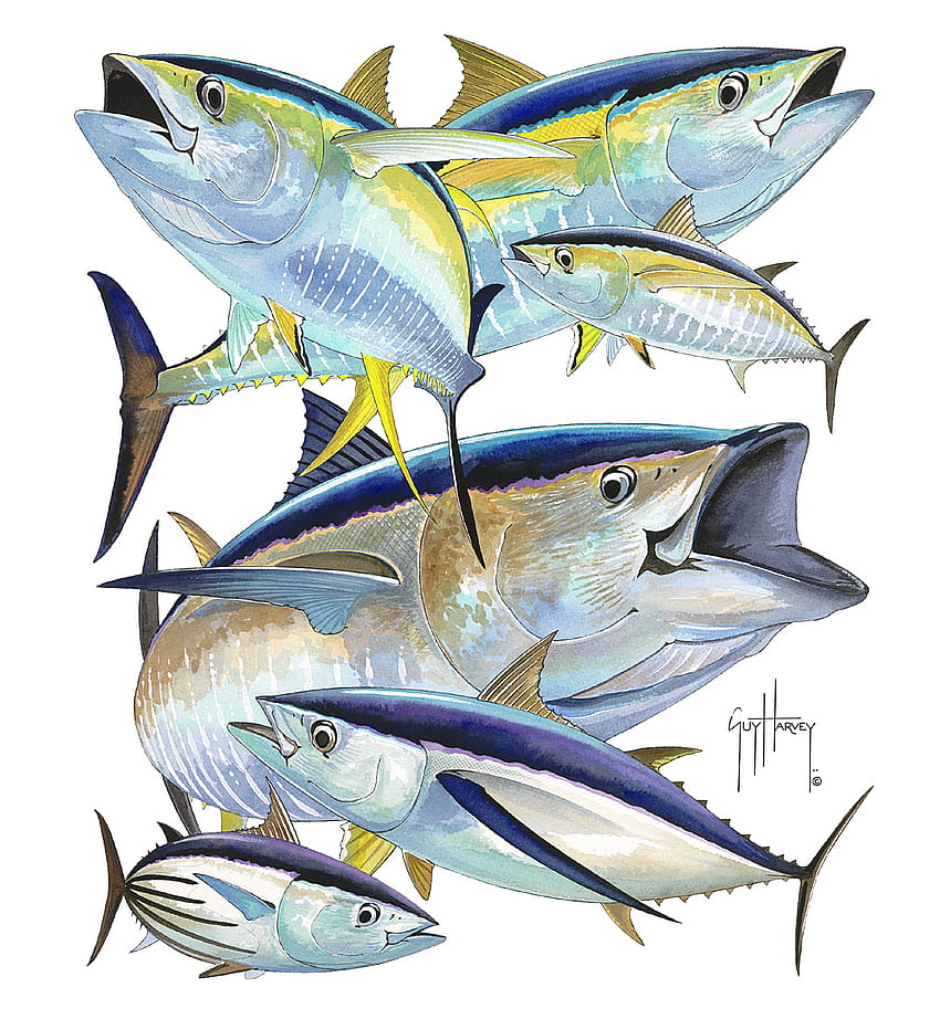 cara harvey,peixe,peixe,ilustração,atum,fin Papel de parede de celular HD