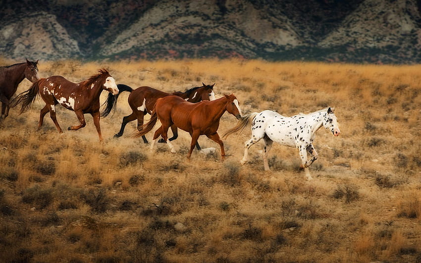 Flicka & The Saddle Club : Wild horses in Wyoming, flicka horse HD wallpaper