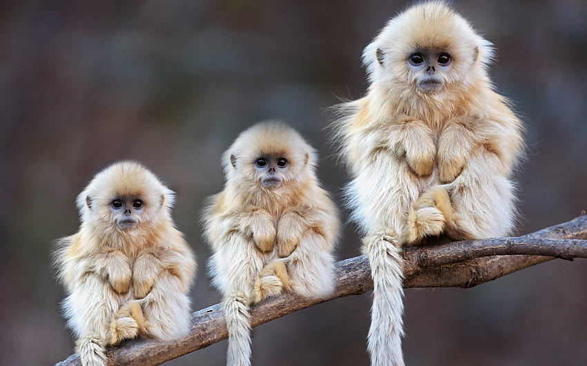 Cute Monkey Wallpaper Images Browse 12619 Stock Photos  Vectors Free  Download with Trial  Shutterstock