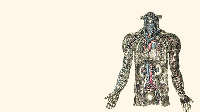 Illustrations d'anatomie coeurs de rein corps humain Fond d'écran HD