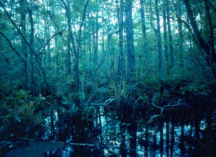 The Wetlands Gallery, old trees swamp HD wallpaper