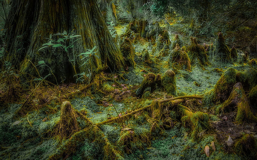 Nature Moss Grass Trees 1920x1200, old trees swamp HD wallpaper