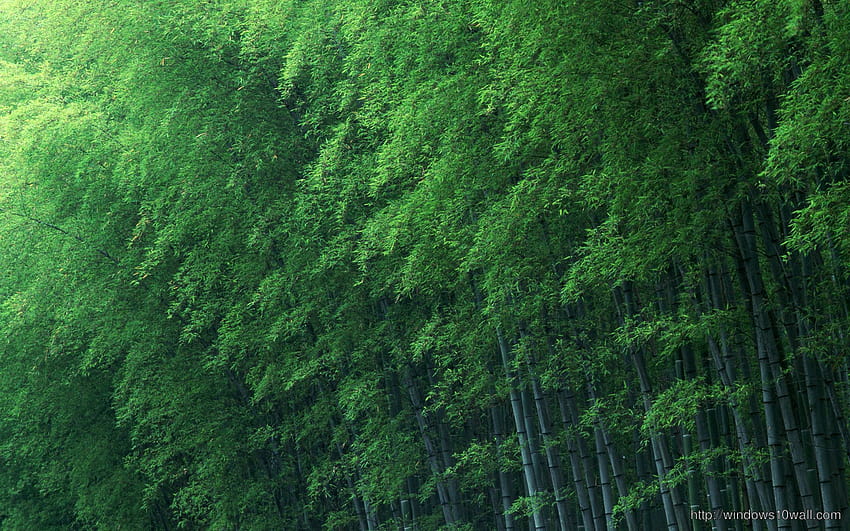 Bamboo Forest Green, laptop verde floresta papel de parede HD