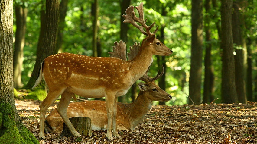 Deer Tag : Deer Head Profile Horns Thickets Animal, baby deer HD wallpaper