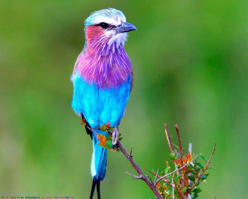 Ładny ptak, ptaki śpiewające Tapeta HD