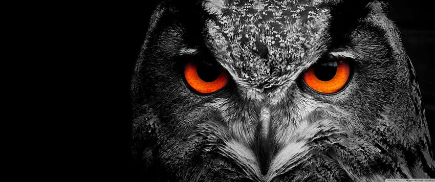 Owl Eye ❤ pour Ultra TV • Wide & Ultra Fond d'écran HD