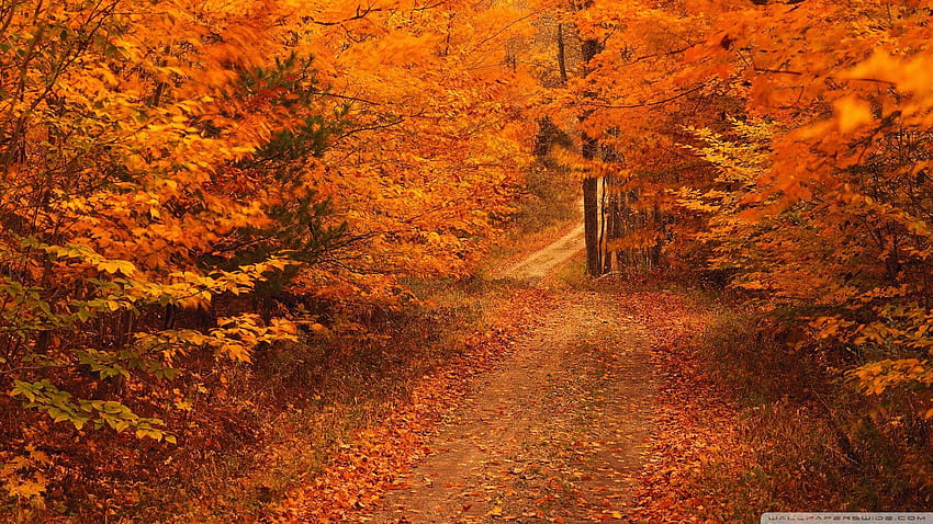 Road Less Travelled In Autumn Connecticut ❤ HD wallpaper